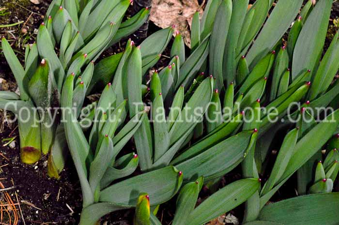 PGC-B-Allium-rosenbachianum-aka-Rosenbach-Onion-0413-2