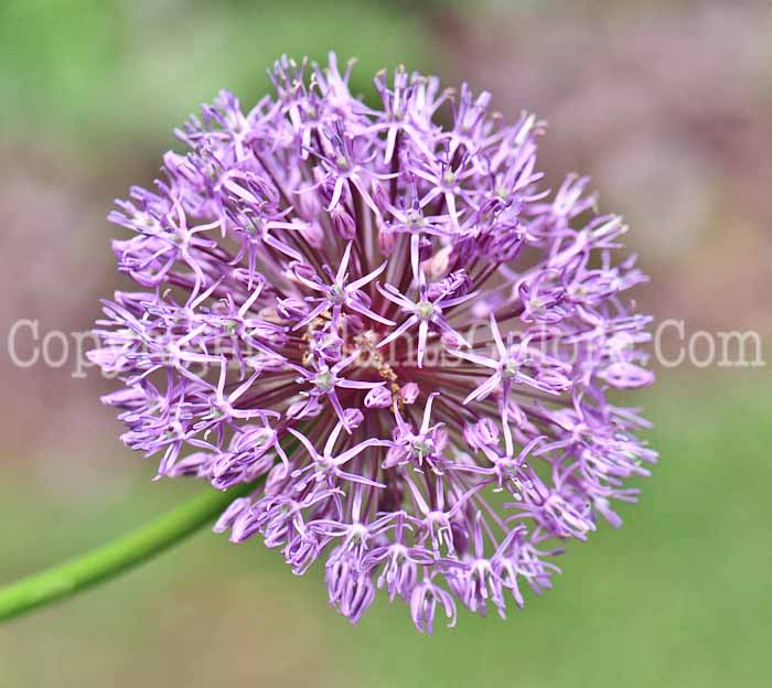 PGC-B-Allium-rosenbachianum-aka-Rosenbach-Onion-0613-1