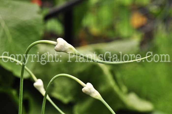 PGC-B-Allium-sativum-aka-Garlic-713-1