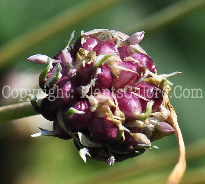 PGC-B-Allium-sativum-aka-Garlic-813-2