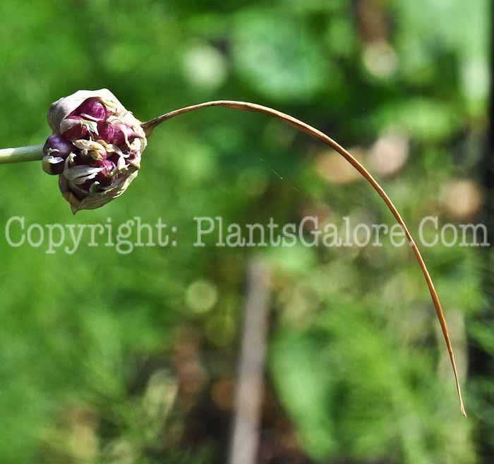 PGC-B-Allium-sativum-aka-Garlic-813-3