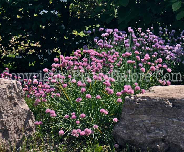 PGC-B-Allium-schoenoprasum-aka-Chives-1