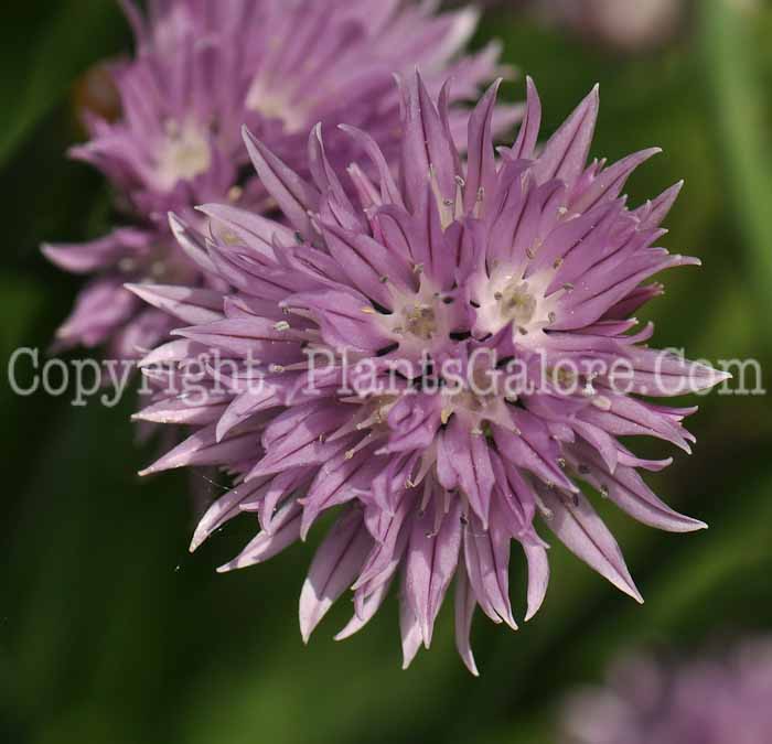 PGC-B-Allium-schoenoprasum-aka-Chives-3