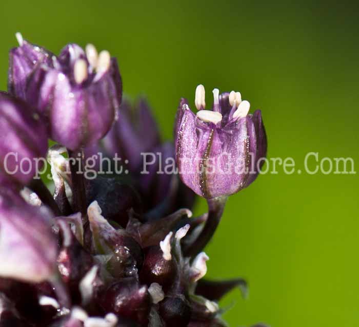 PGC-B-Allium-scorodoprasum-aka-Rocambole-0614a-2