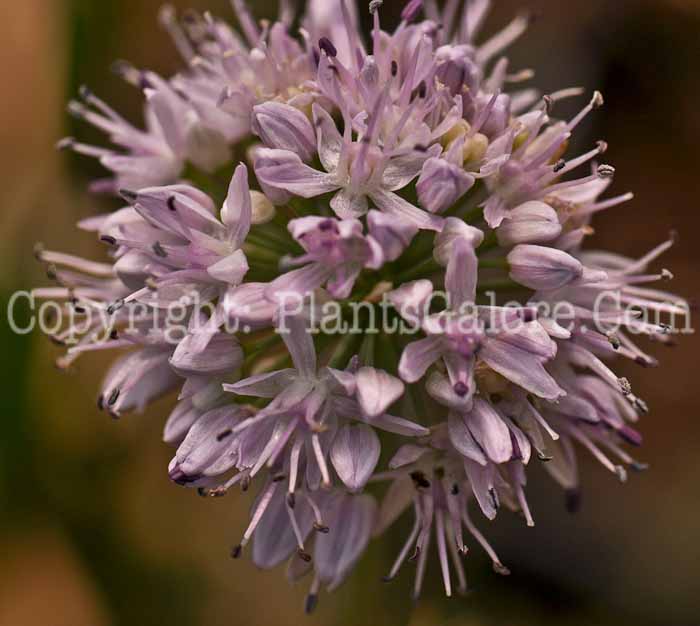 PGC-B-Allium-tanguticum-aka-Lavender-Globe-Lily-2