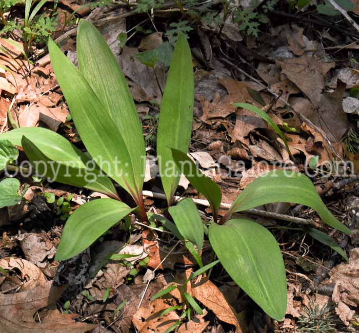 PGC-B-Allium-tricoccum-aka-Wild-Leek-3