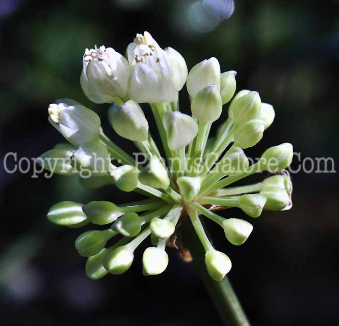PGC-B-Allium-tricoccum-aka-Wild-Leek-713-1