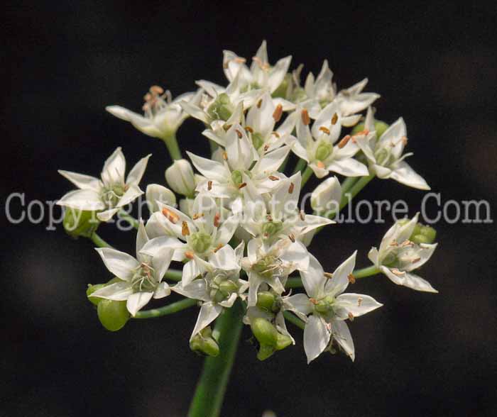 PGC-B-Allium-tuberosum-aka-Chinese-Chive-4