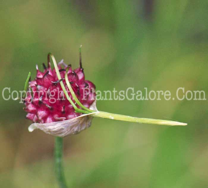 PGC-B-Allium-vineale-aka-Wild-Garlic-0613-2