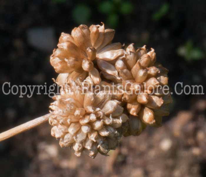 PGC-B-Allium-vineale-aka-Wild-Garlic-a0814-2