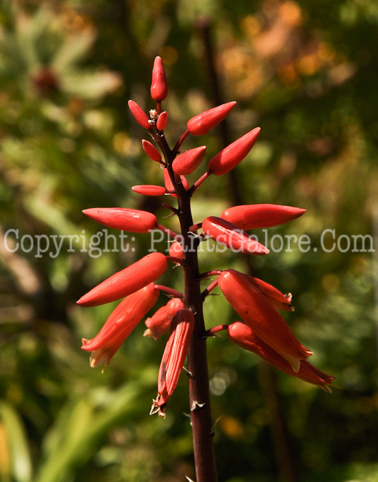 PGC-P-Aloe-plicatilis-04-2012-3.JPG-1