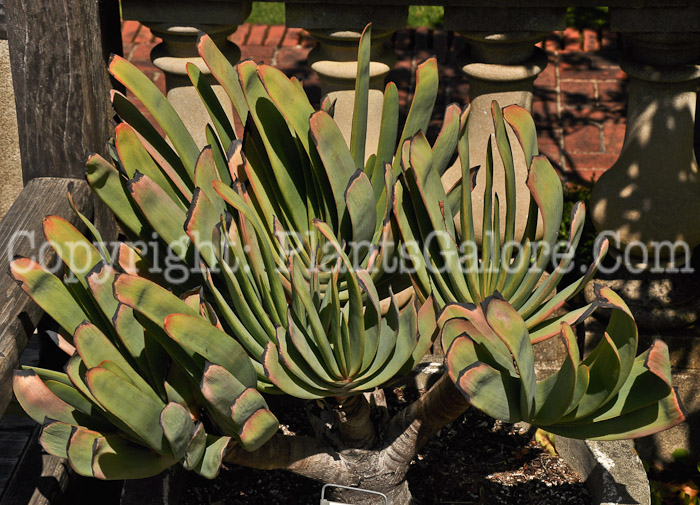 PGC-P-Aloe-plicatilis-aka-Fan-Aloe-2