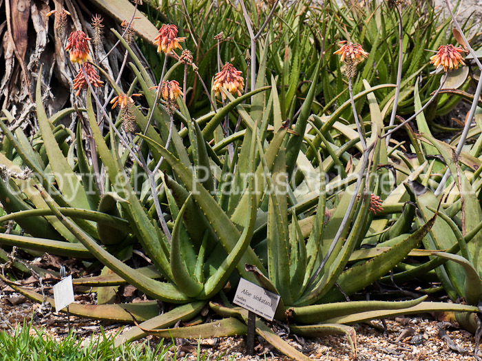 PGC-P-Aloe-sinkatana-0214-a-1
