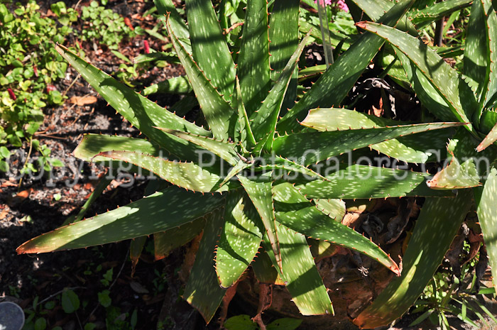 PGC-P-Aloe-maculata-aka-Soap-Aloe-713-1
