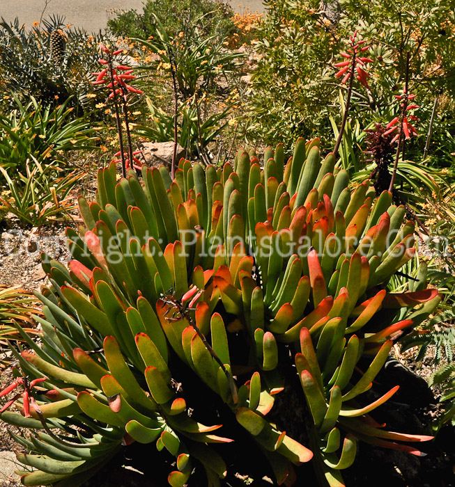 PGC-P-Aloe-plicatilis-04-2012-3.JPG-3