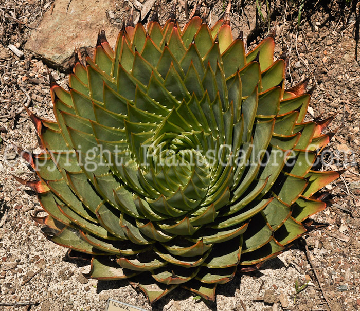 PGC-P-Aloe-polyphylla-aka-Spiral-Aloe-2