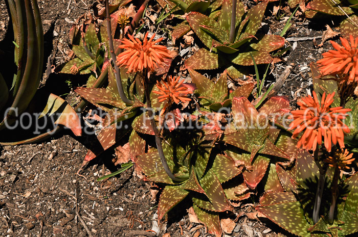 PGC-P-Aloe-saponaria-var-ficksburfgensis-04-2012-2