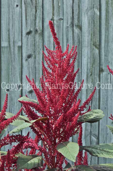 PGC-A-Amaranthus-Burgundy-2010-005