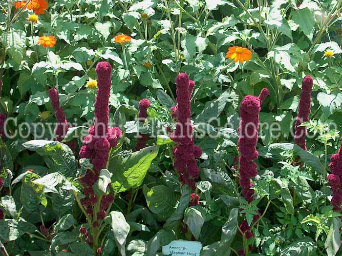 PGC-A-Amaranthus-Elephant-Head-2010-002_3