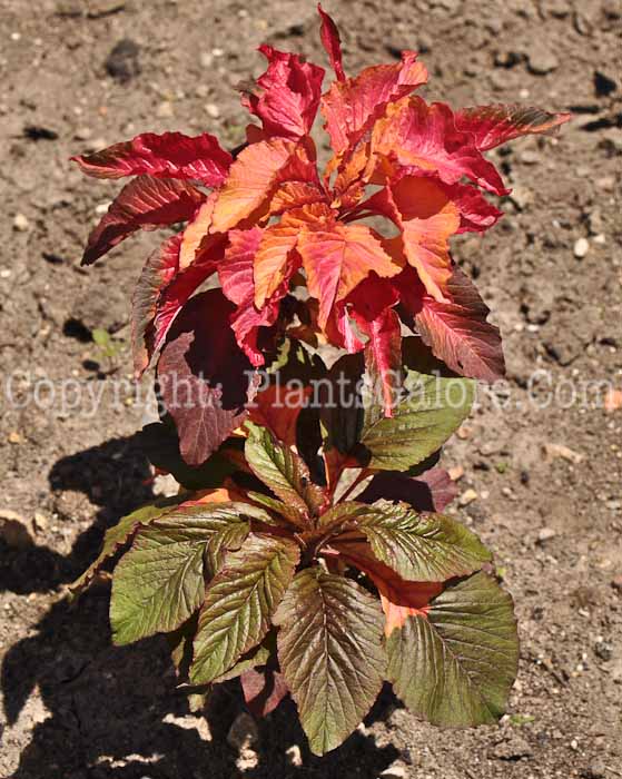 PGC-A-Amaranthus-Illumination-2010-001