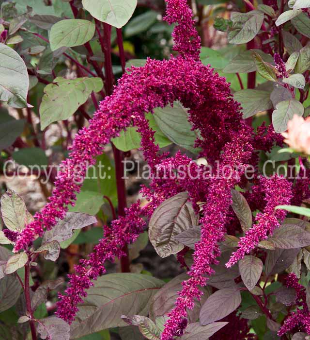 PGC-A-Amaranthus-Opopeo-0913-1