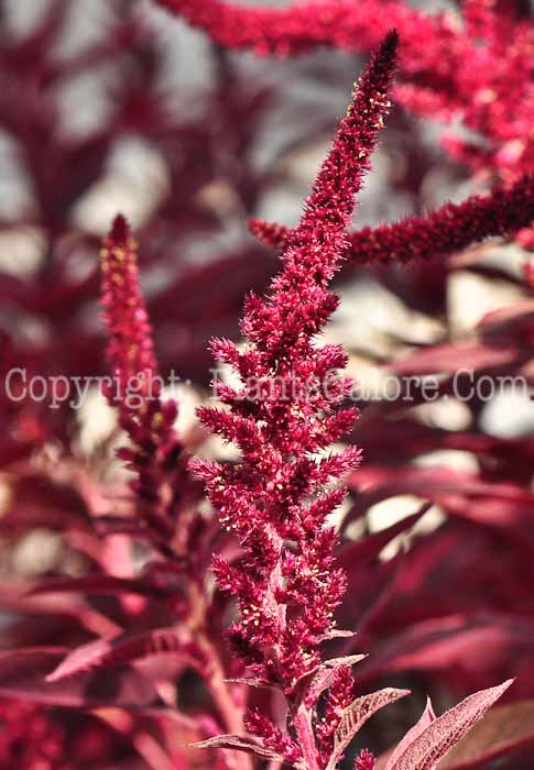 PGC-A-Amaranthus-Velvet-Curtains-0613-2