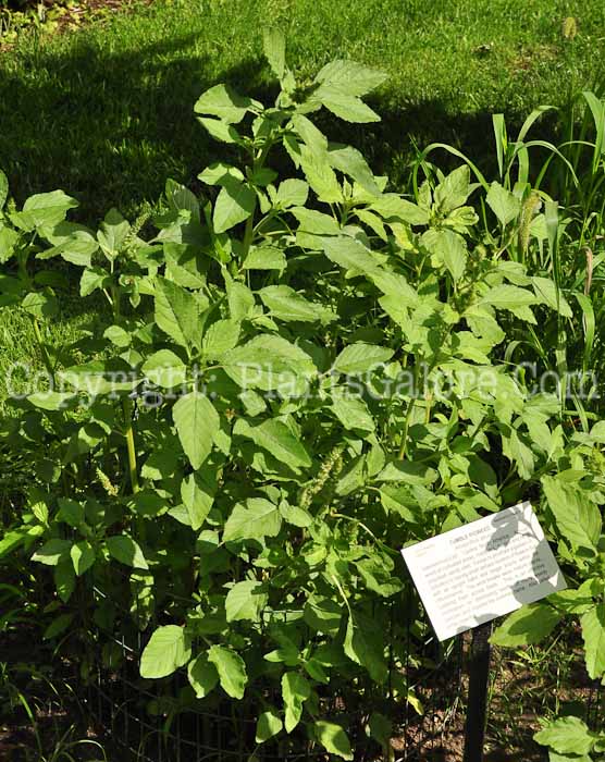 PGC-A-Amaranthus-albus-aka-Tumble-Pigweed-813-1