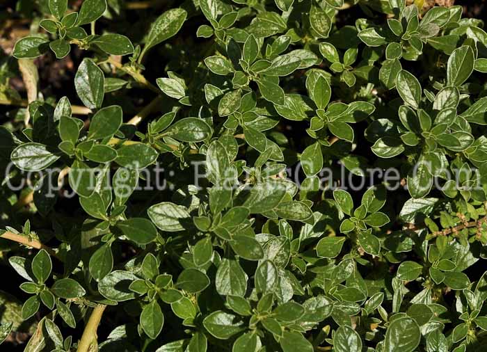 PGC-A-Amaranthus-biltoides-aka-Prostrate-Pigweed-08-2012-1