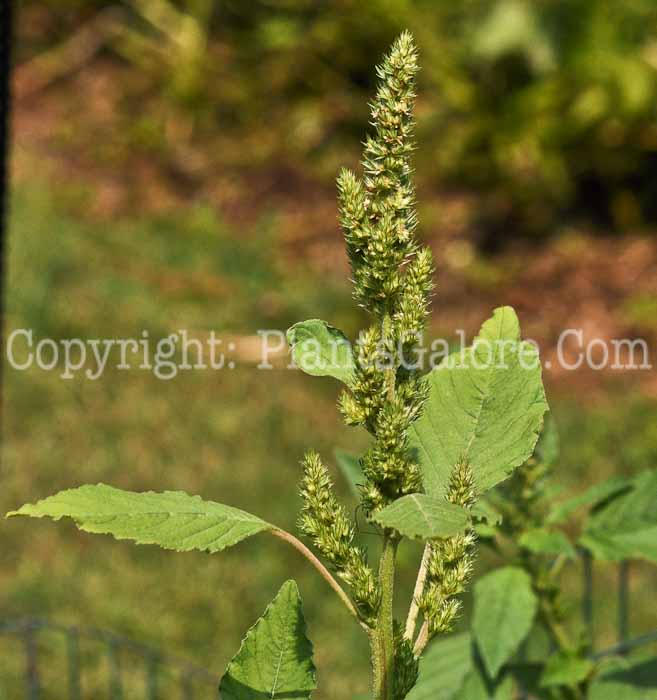 PGC-A-Amaranthus-hybridus-aka-Green-Amaranth-2012-1-1