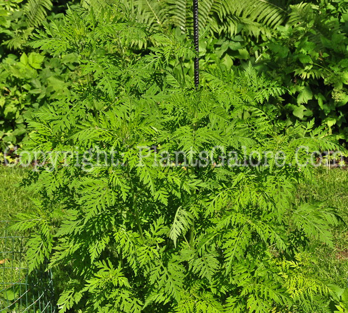 PGC-A-Ambrosia-artemisiifolia-aka-Common-Ragweed-813-1
