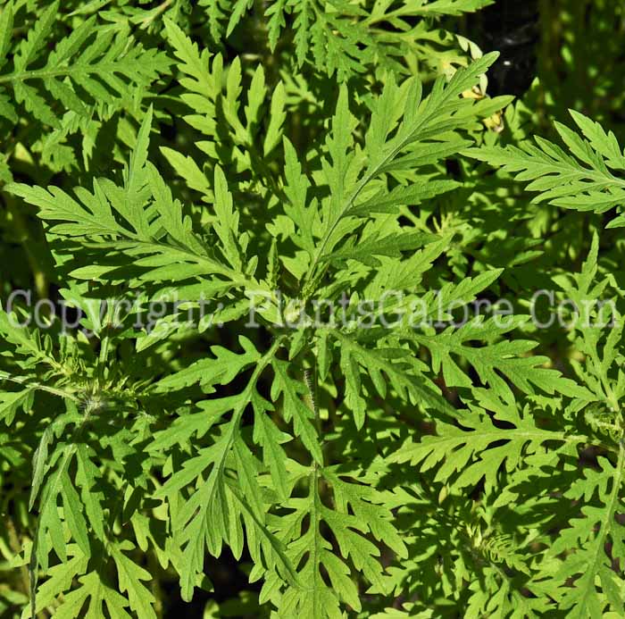 PGC-A-Ambrosia-artemisifolia-aka-Common-Ragweed-2012-1-1
