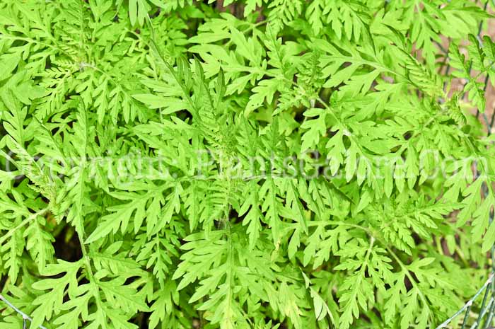 PGC-A-Ambrosia-artemisiifolia-aka-Common-Ragweed-0613-1