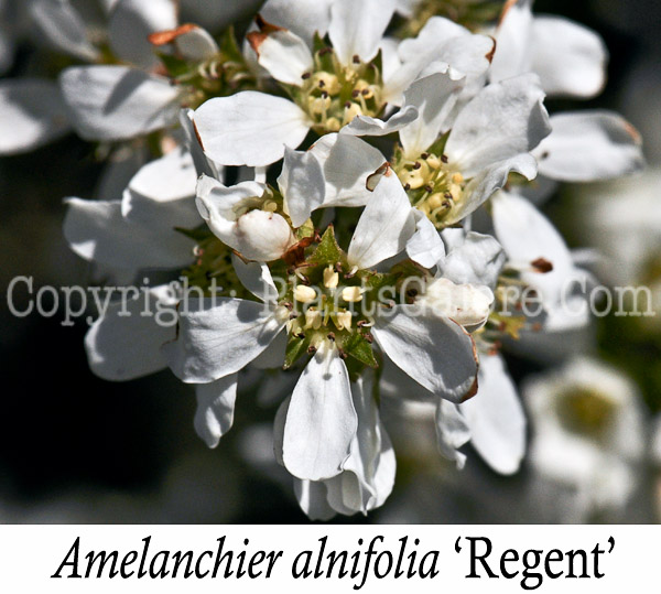 PGC-S-Amelanchier-alnifolia-Regent-aka-Regent-Saskatoon-Serviceberry-2