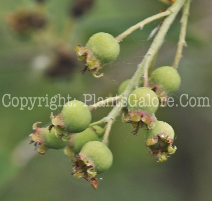 PGC-S-Amelanchier-alnifolia-Regent-aka-Regent-Saskatoon-Serviceberry-8