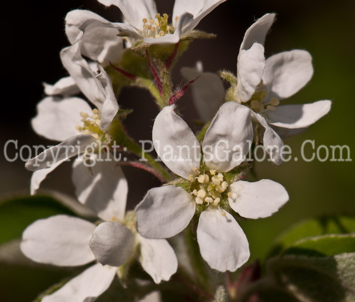 PGC-S-Amelanchier-arboreum-0514e2-4