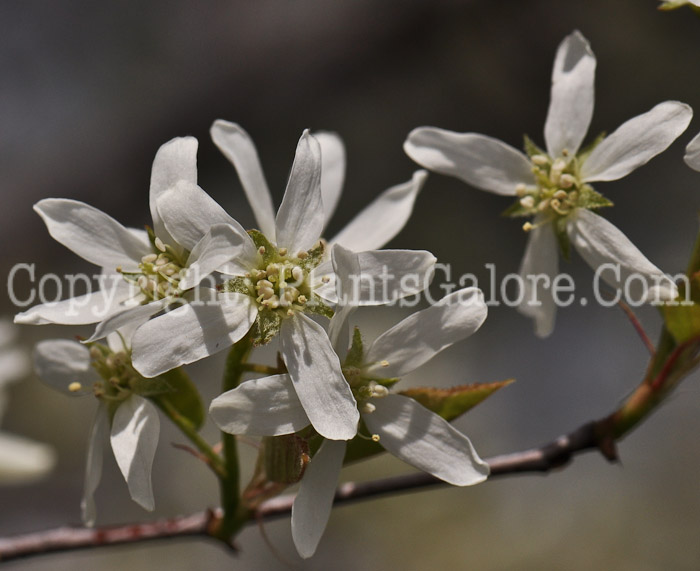 PGC-S-Amelanchier-canadensis-aka-Canadian-Serviceberry-1