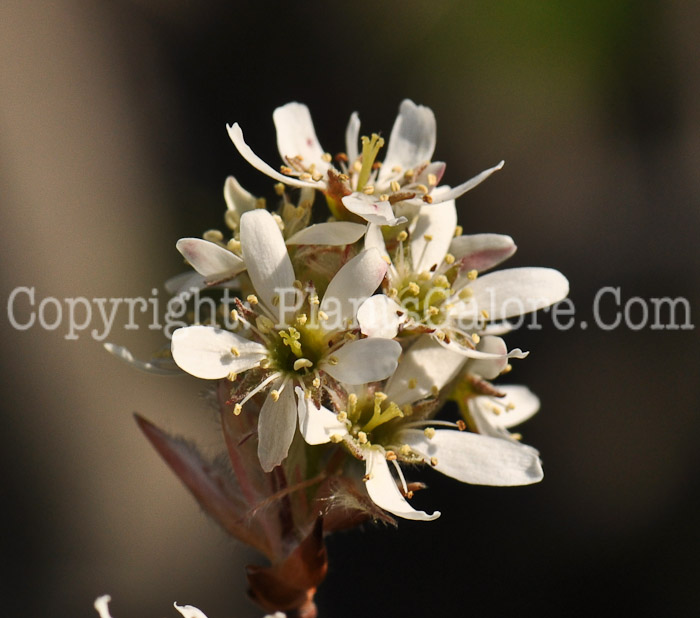 PGC-S-Amelanchier-canadensis-aka-Canadian-Serviceberry-4