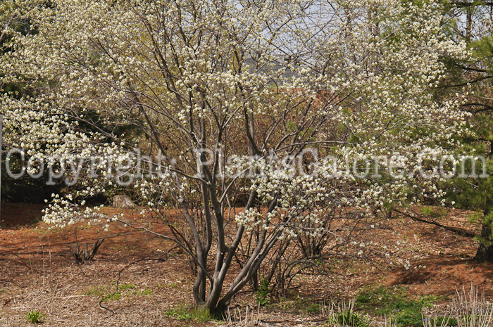 PGC-S-Amelanchier-canadensis-aka-Canadian-Serviceberry-6