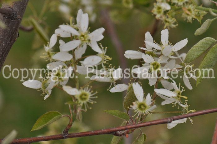 PGC-S-Amelanchier-grandiflora-Autumn-Brilliance-aka-Serviceberry-flowers-2