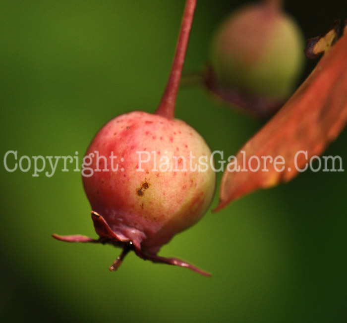 PGC-S-Amelanchier-grandiflora-Autumn-Brilliance-aka-Serviceberry-fruit-1