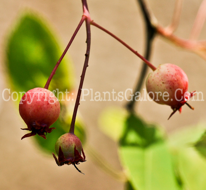 PGC-S-Amelanchier-grandiflora-Autumn-Brilliance-aka-Serviceberry-fruit-2