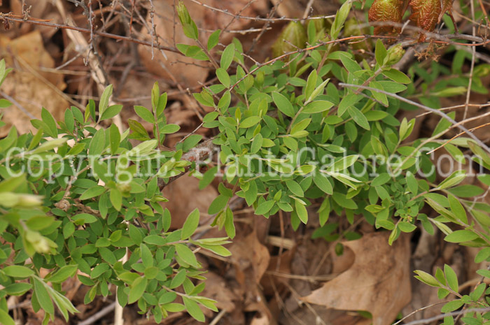 PGC-S-Amelanchier-grandiflora-Autumn-Brilliance-aka-Serviceberry-leaves-1