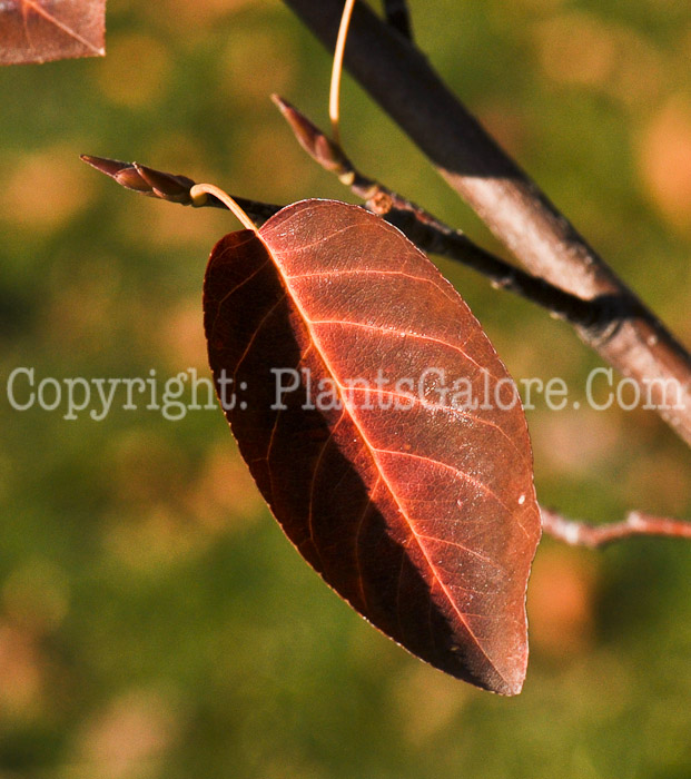 PGC-S-Amelanchier-grandiflora-Autumn-Brilliance-aka-Serviceberry-leaves-2
