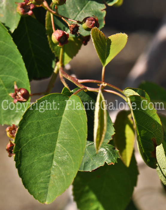 PGC-S-Amelanchier-laevis-aka-Allegheny-Serviceberry-1