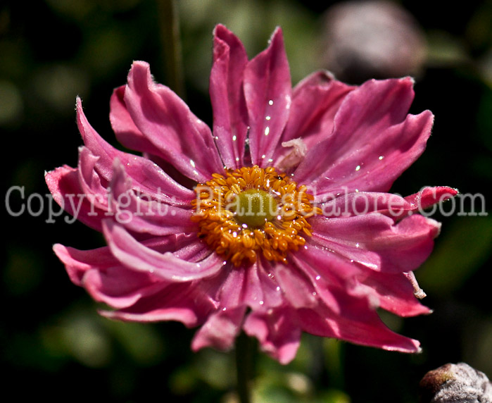 PGC-P-Anemone-x-hybrida-Lady-Diana-1