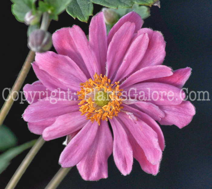 PGC-P-Anemone-x-hybrida-Pamina-2