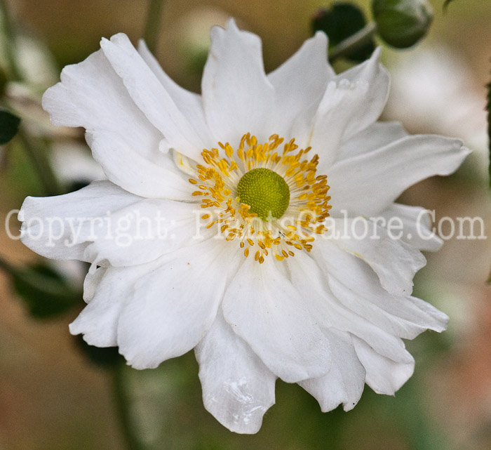 PGC-P-Anemone-x-hybrida-Whirlwind-1013n-5