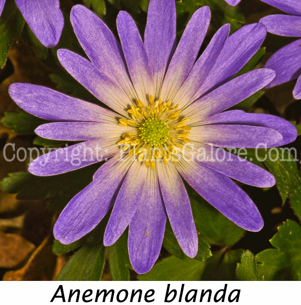 PGC-P-Anemone-blanda-aka-Windflower-0413-4-Edit