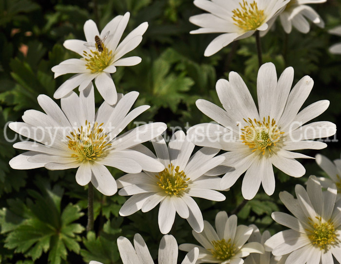 PGC-P-Anemone-blanda-aka-Windflower-3