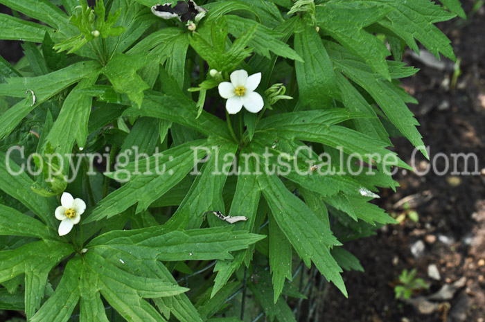 PGC-P-Anemone-canadensis-aka-Canada-Anemone-2